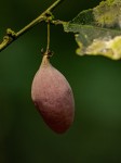 Hua gabonii