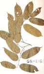 Afrostyrax kamerunensis