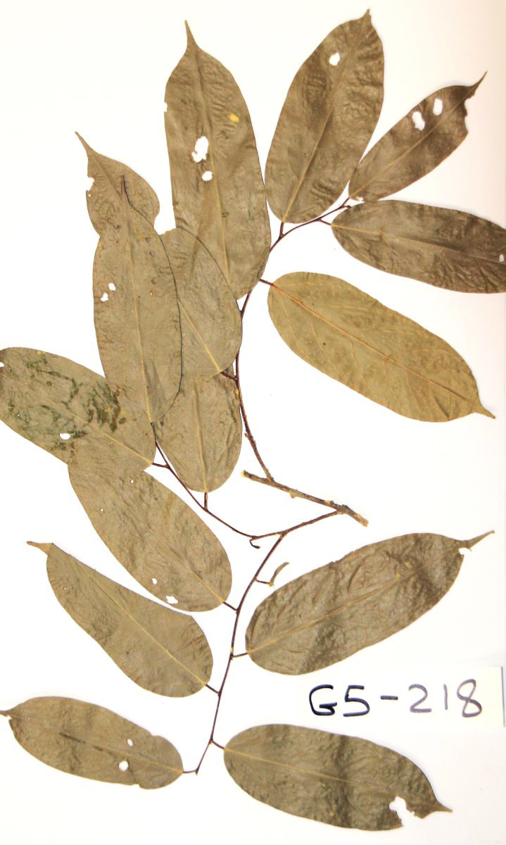 Afrostyrax kamerunensis