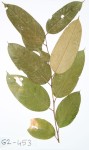 Afrostyrax lepidophyllus