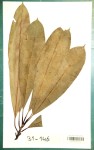 Manilkara koechlinii