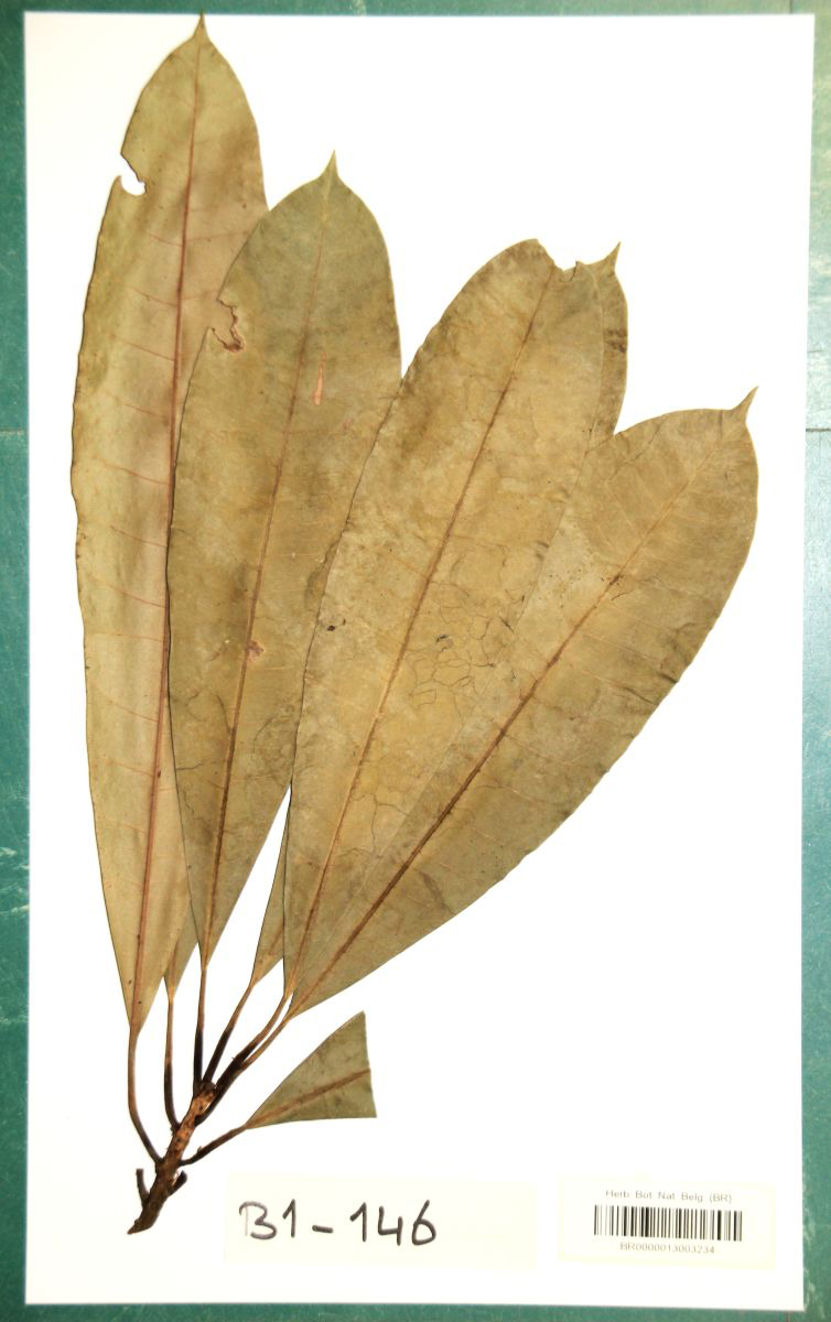 Manilkara koechlinii