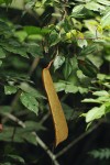 Englerodendron mengei