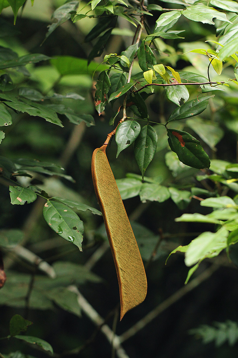 Englerodendron mengei