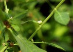 Struchium sparganophorum