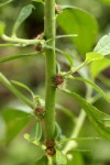 Struchium sparganophorum