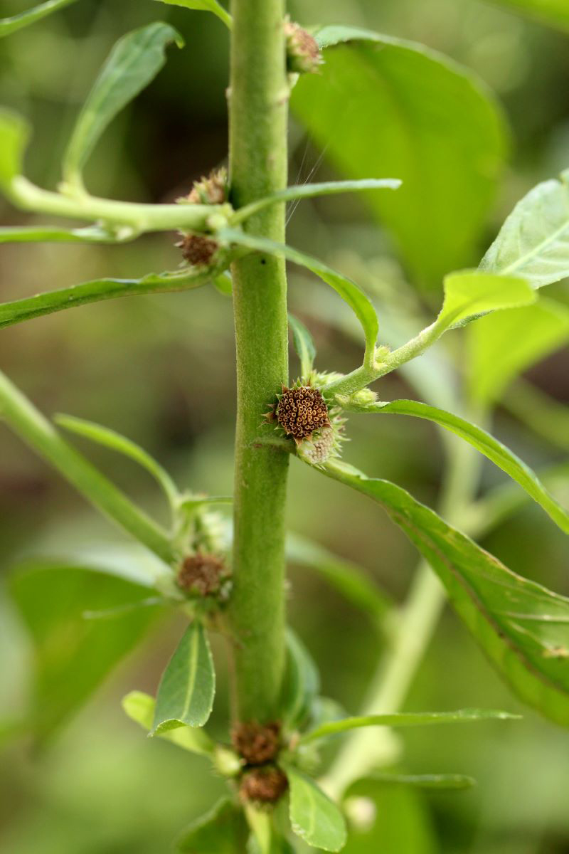 Struchium sparganophorum