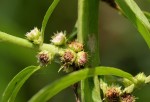 Struchium sparganophorum