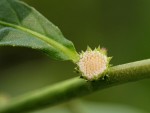 Struchium sparganophorum