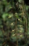 Aerangis stelligera