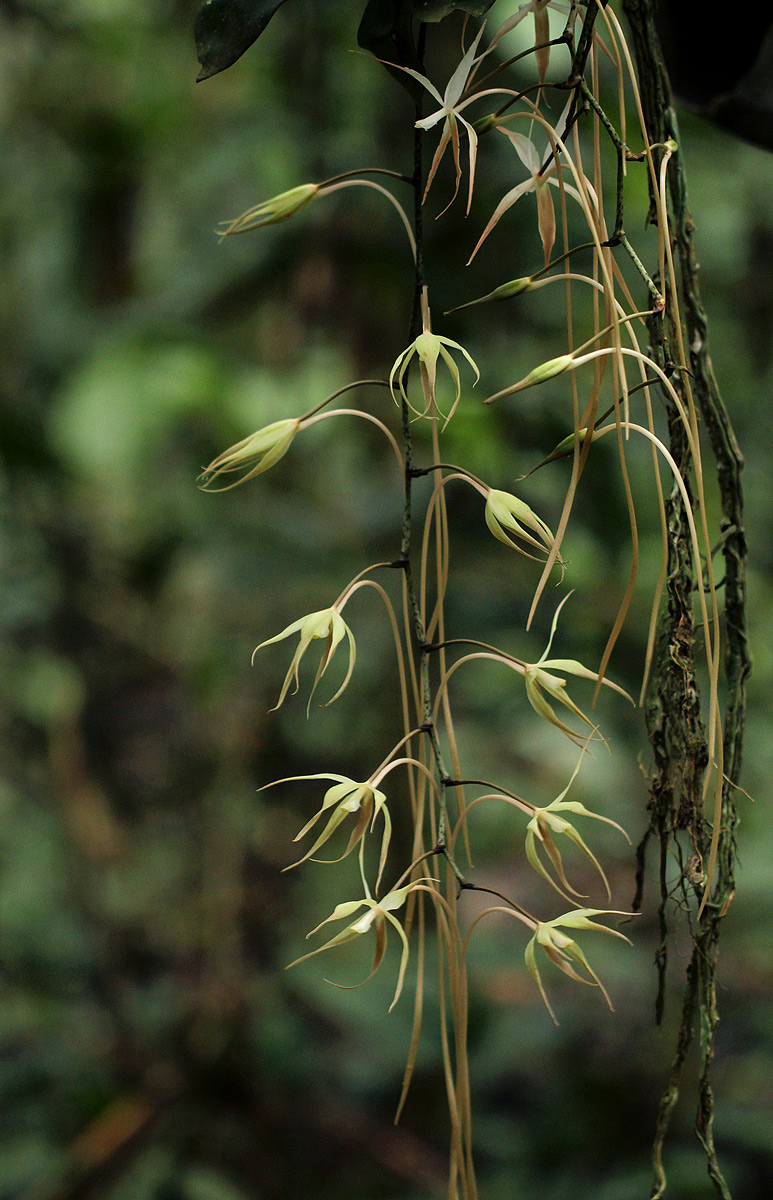 Aerangis stelligera