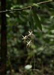 Aerangis stelligera