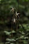 Aerangis stelligera