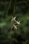 Aerangis stelligera
