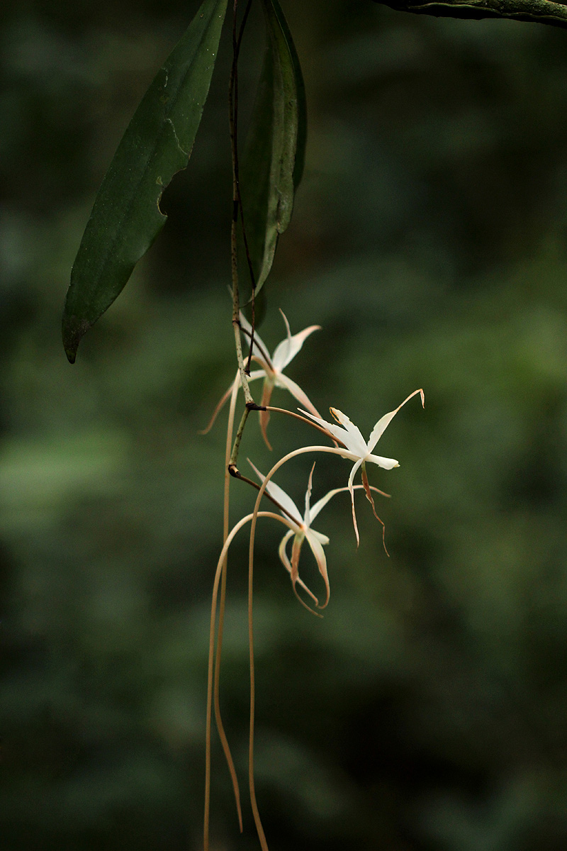 Aerangis stelligera