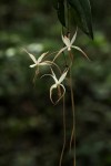Aerangis stelligera