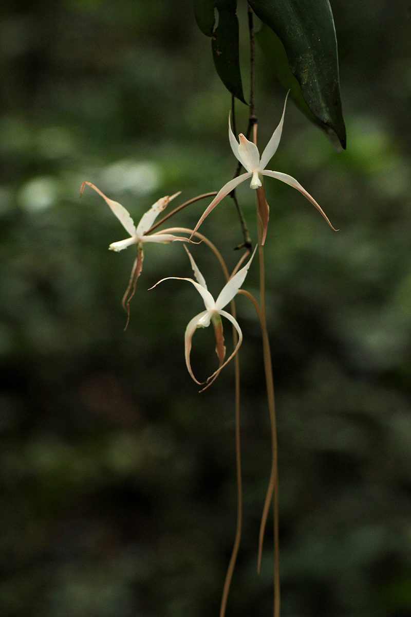 Aerangis stelligera