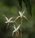 Aerangis stelligera