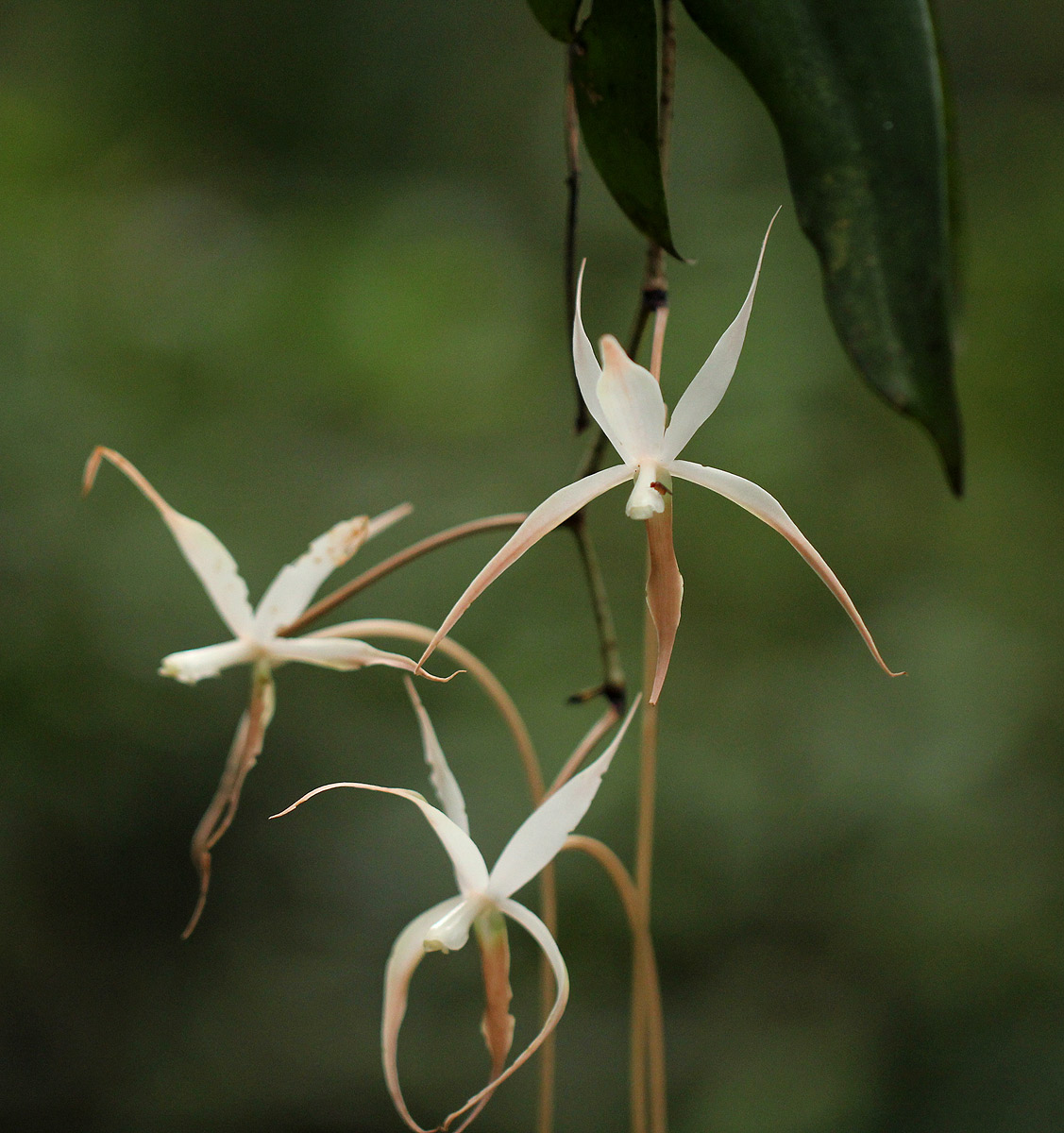 Aerangis stelligera