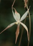 Aerangis stelligera
