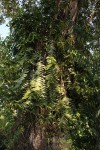 Calyptrochilum emarginatum
