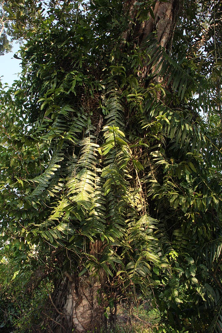 Calyptrochilum emarginatum