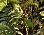 Calyptrochilum emarginatum