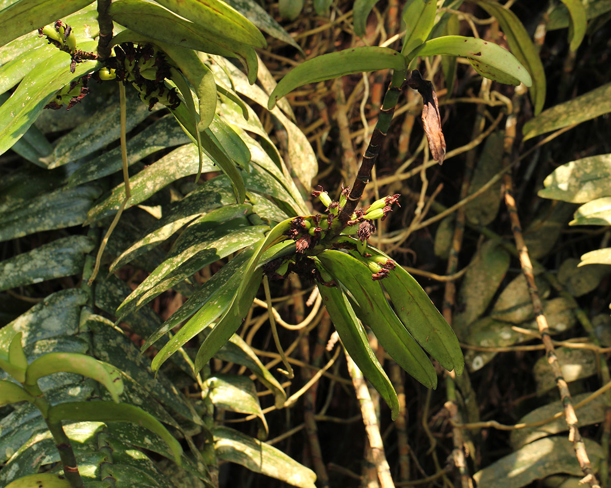 Calyptrochilum emarginatum
