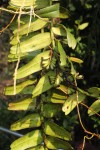Calyptrochilum emarginatum
