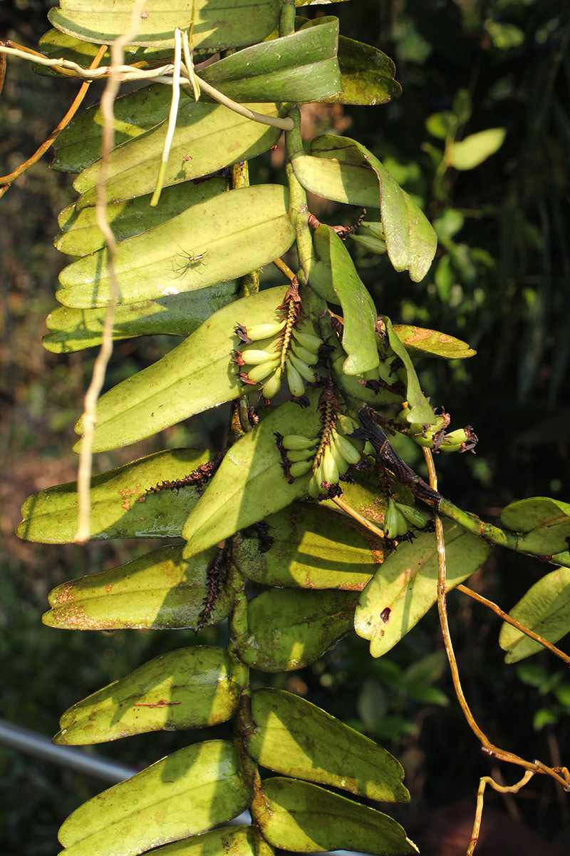 Calyptrochilum emarginatum