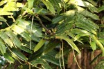 Calyptrochilum emarginatum