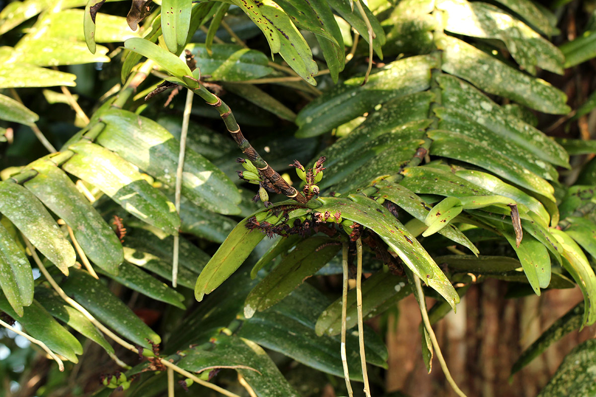 Calyptrochilum emarginatum