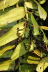 Calyptrochilum emarginatum
