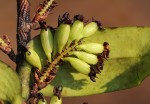 Calyptrochilum emarginatum