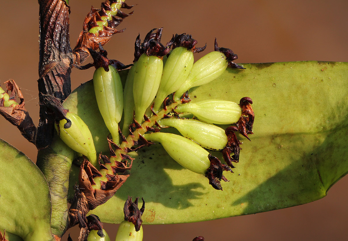 Calyptrochilum emarginatum