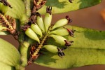 Calyptrochilum emarginatum