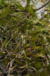 Solenangis scandens