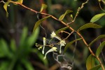 Solenangis scandens