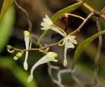 Solenangis scandens