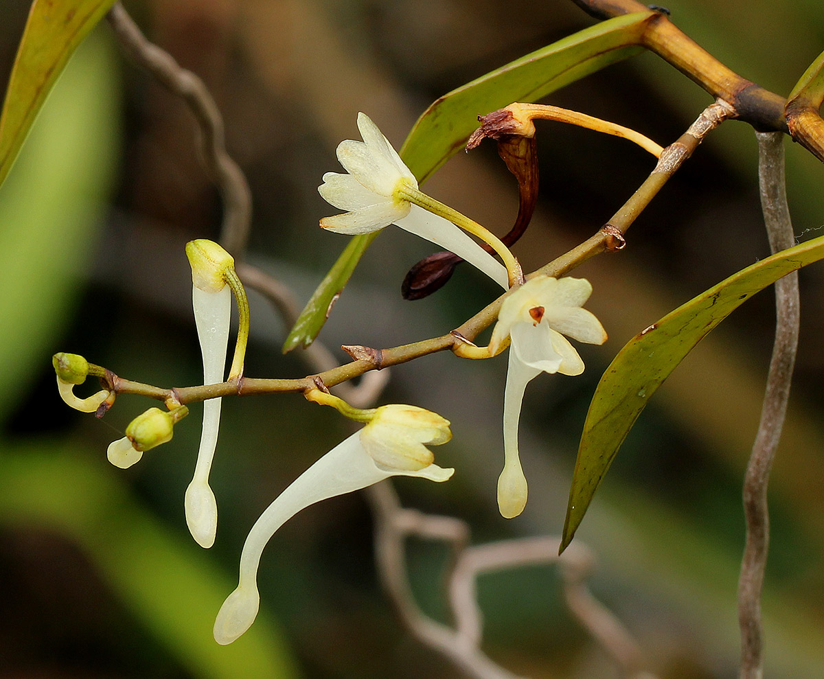 Solenangis scandens
