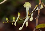 Solenangis scandens