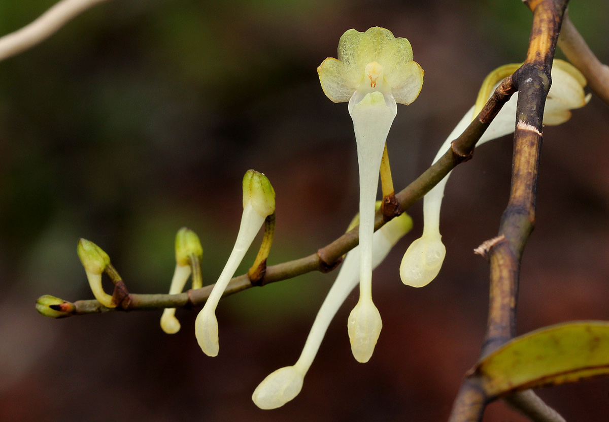 Solenangis scandens