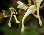 Solenangis scandens