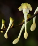 Solenangis scandens