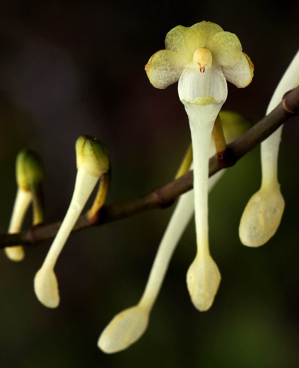 Solenangis scandens