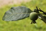 Leptactina arborescens