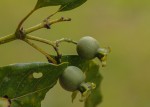 Leptactina arborescens