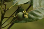 Leptactina arborescens