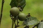 Leptactina arborescens