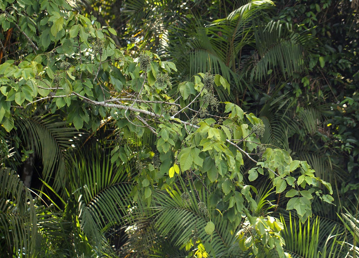 Lannea welwitschii var. welwitschii Lannea welwitschii var. welwitschii